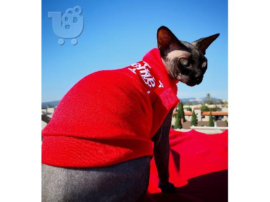 γατάκια sphynx